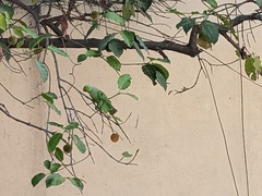 Psittacula krameri manillensis