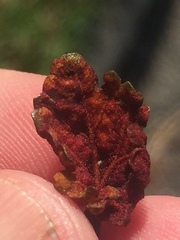 Synchytrium australe