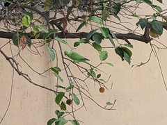 Psittacula krameri manillensis