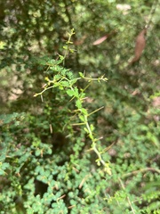 Acacia pulchella