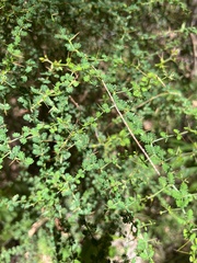Acacia pulchella