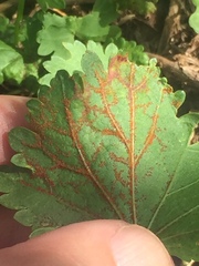 Synchytrium australe