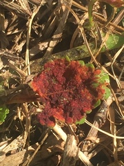 Synchytrium australe