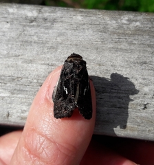 Ctenoplusia limbirena