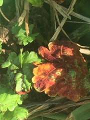 Synchytrium australe