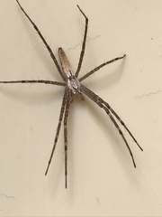 Euprosthenops