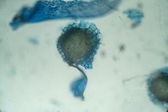 Sphagnum capillifolium