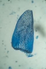 Sphagnum capillifolium