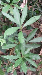 Machilus