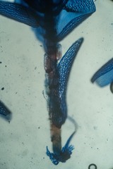 Sphagnum capillifolium