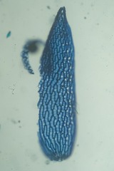 Sphagnum capillifolium