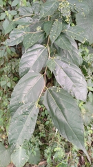 Ficus irisana