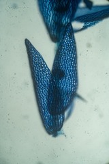 Sphagnum capillifolium