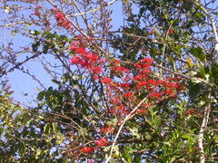 Combretum microphyllum