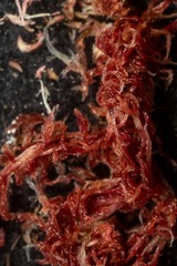 Sphagnum capillifolium