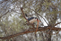 Polihierax semitorquatus