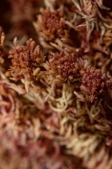 Sphagnum capillifolium