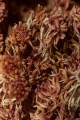Sphagnum capillifolium
