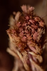 Sphagnum capillifolium