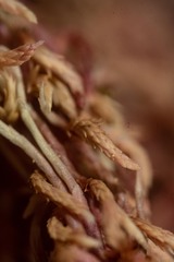 Sphagnum capillifolium