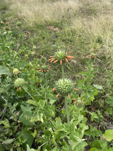 Leonotis nepetifolia observed 2023-01-26