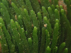 Caulerpa brownii