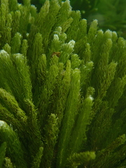 Caulerpa crispata