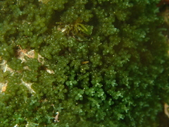 Caulerpa geminata