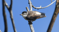 Daphoenositta chrysoptera