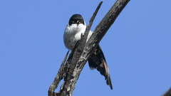 Daphoenositta chrysoptera
