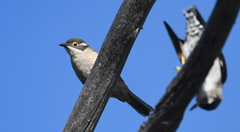 Melithreptus brevirostris