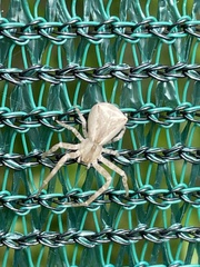 Sidymella trapezia
