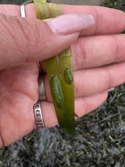 Phyllaplysia taylori