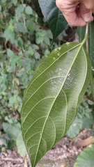 Ficus irisana