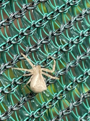 Sidymella trapezia