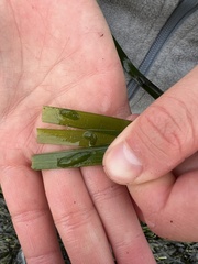 Phyllaplysia taylori