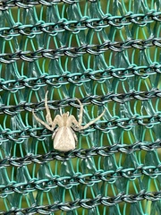 Sidymella trapezia
