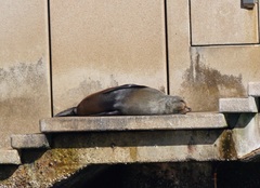 Arctocephalus