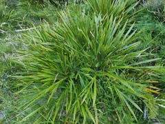 Aciphylla horrida