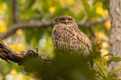 Ketupa zeylonensis