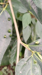 Ficus irisana