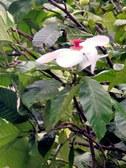 Dillenia philippinensis