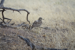 Burhinus capensis capensis