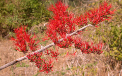 Combretum microphyllum