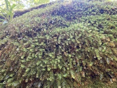 Pyrrhobryum spiniforme