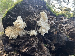 Hericium abietis