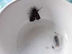 Ctenoplusia limbirena