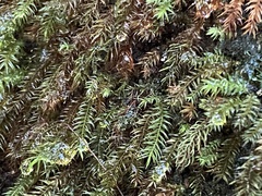 Pyrrhobryum spiniforme