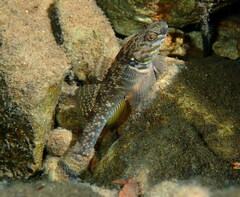 Gobiomorphus huttoni