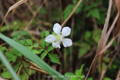 Rubus rosifolius